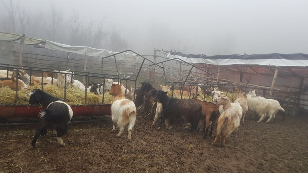 Vand capre mai multe detali la numărul de telefon