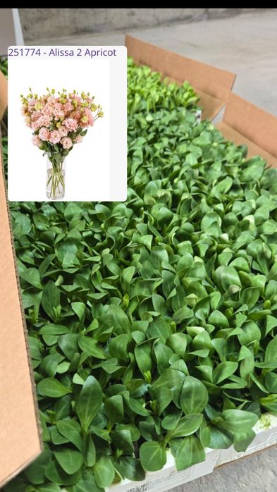 Рассада Эустомы (Лизиантус)