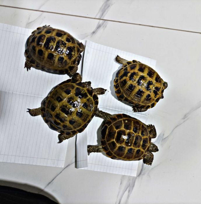 Toshbaqa sotiladi!(Продается черепашки!)