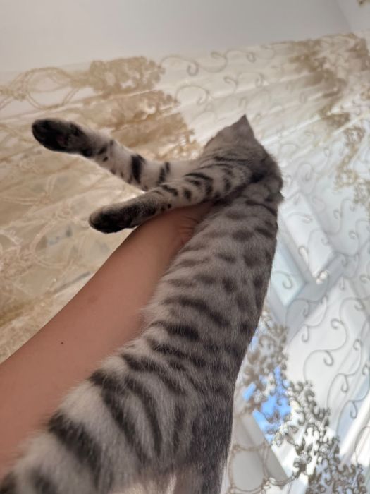 Кот отдам в добрые руки