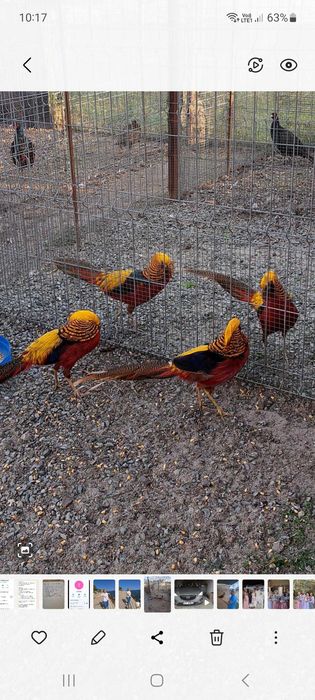 Fazani auriu pe roșu,păuni