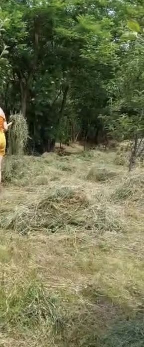 Vand fan-pastrat in fanar in condiții exelente