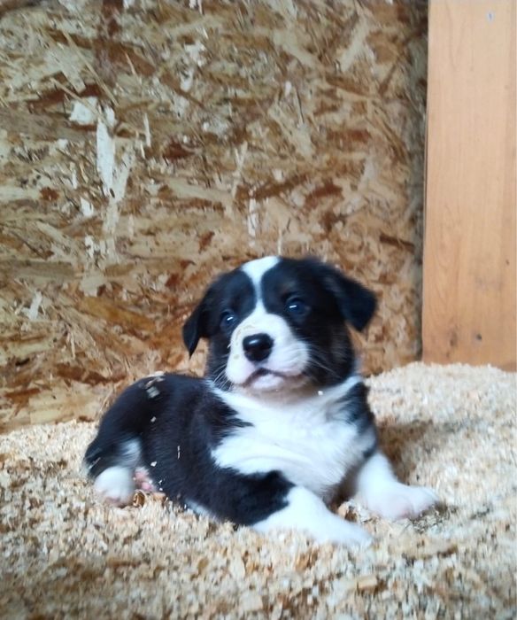 Вельш корги кардиган