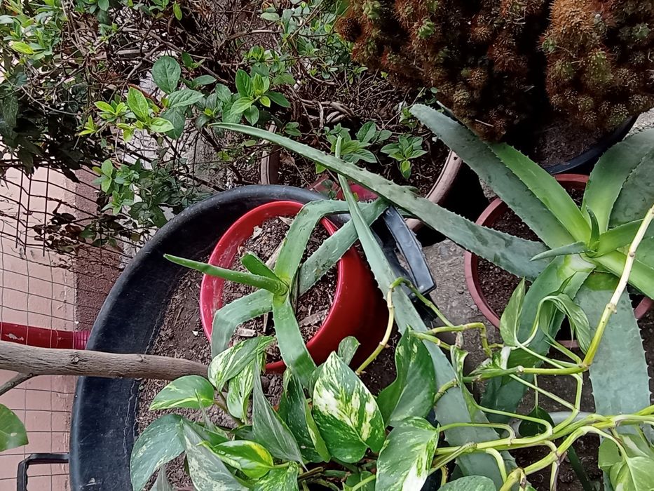 Aloe vera gigant