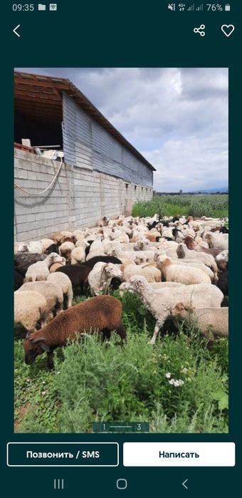 Қой,Тоқты,кой,токты