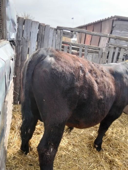 Бычок ангус годовалый