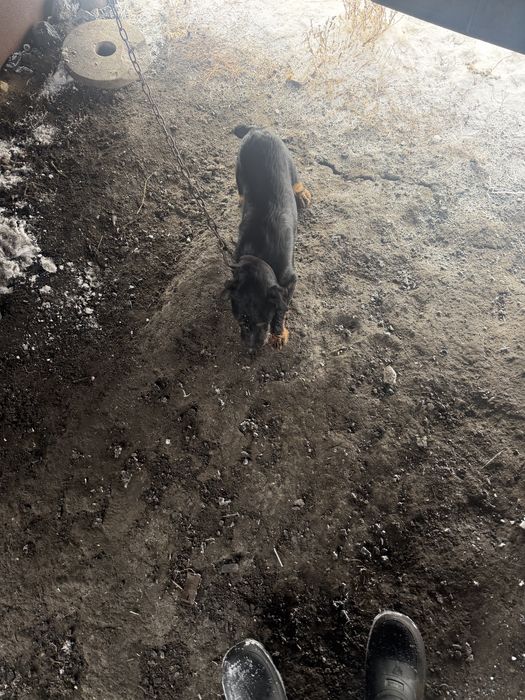 Продам ягтерера