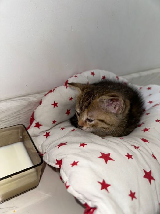 Котята 1-2месяц (метис)