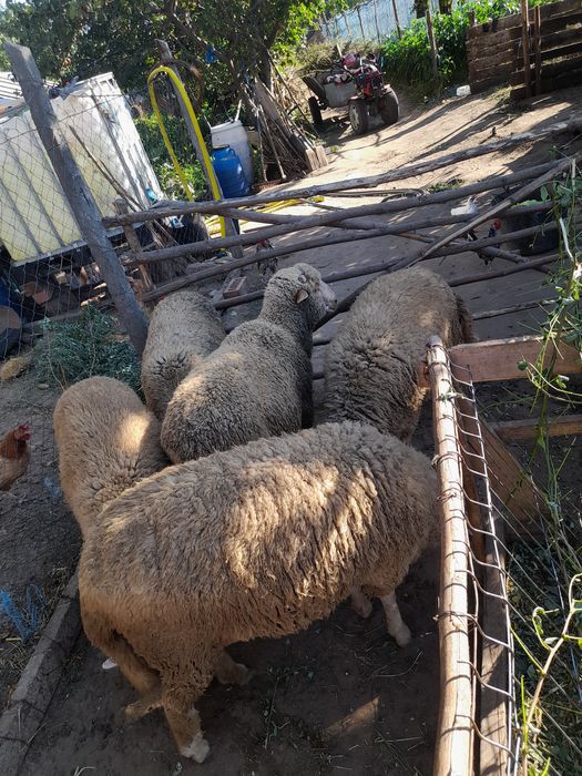 Se vinde 1 berbec și 4 mielute 18 lei kg