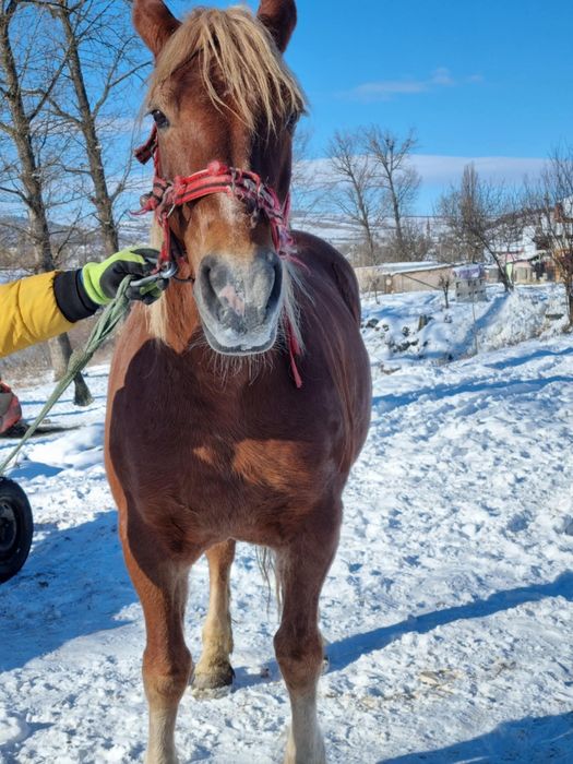 Se vinde iapă de căruță