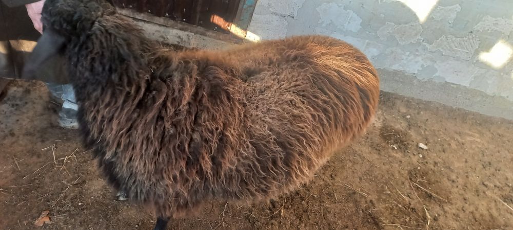 саулық қой сатылады