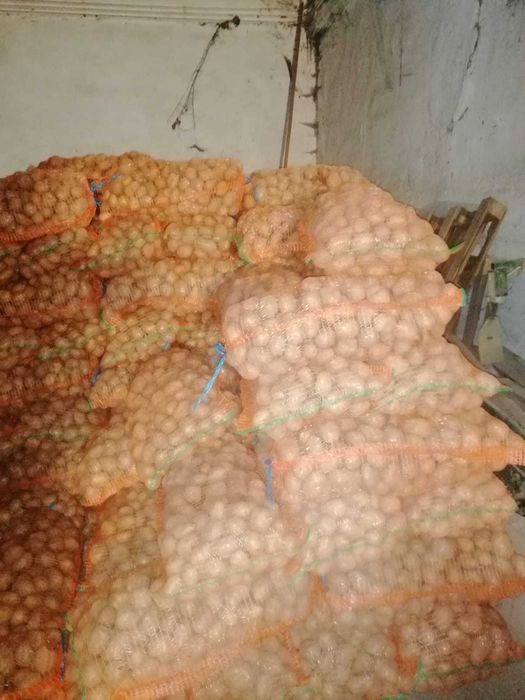 Cartofi  consum-samanta si pentru animale