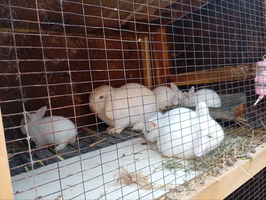 Quyonchalar  karlik almaz glaz  toza qon