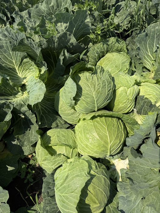 Varză verde Noua