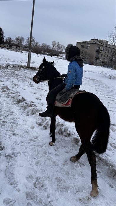 Таза канды тай(полторашка) урғашы