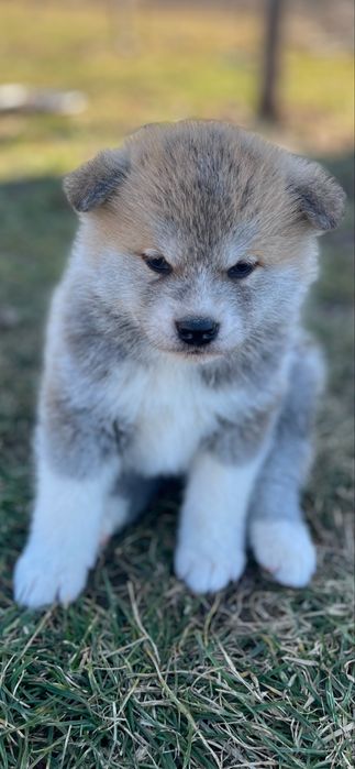 Akita Inu Japonez
