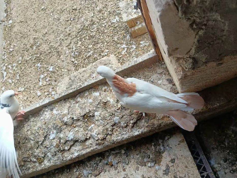 Бакинские голуби