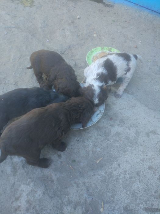 Продам щенков спаниель