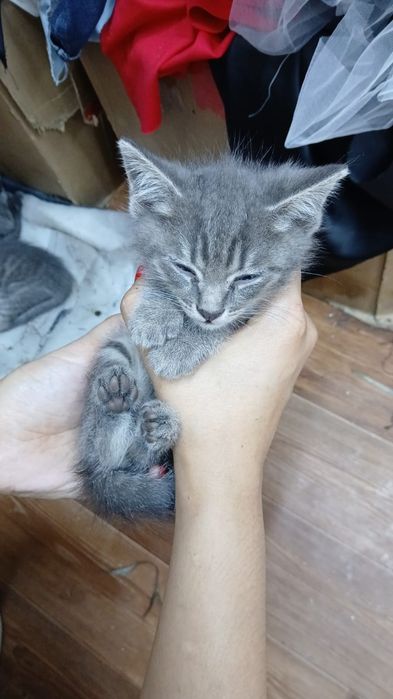 Отдам котят в добрые руки