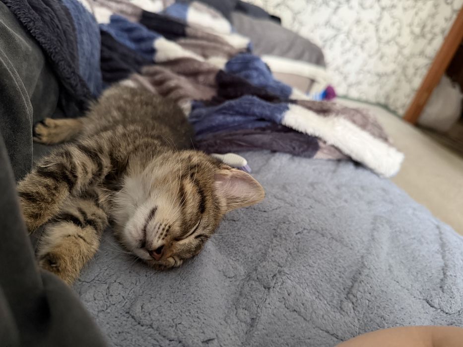 Отдам котенка, девочка