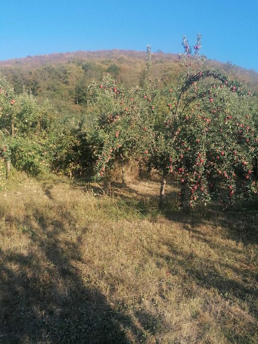 Vand mere bio pentru suc sau consum