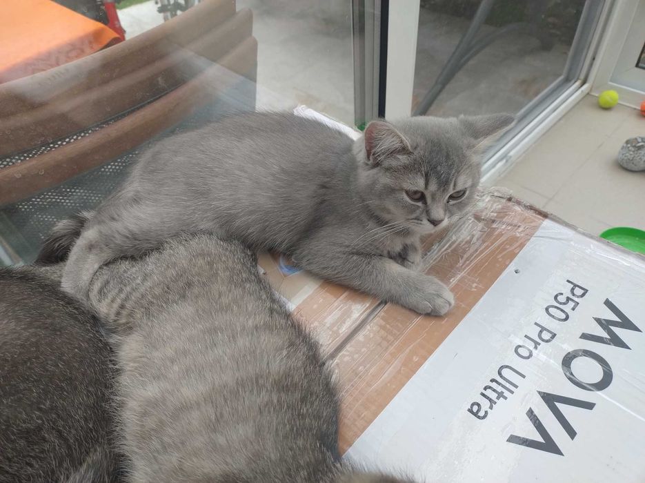 Британски котенца