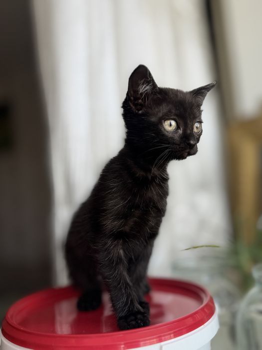 Котенок бесплатно