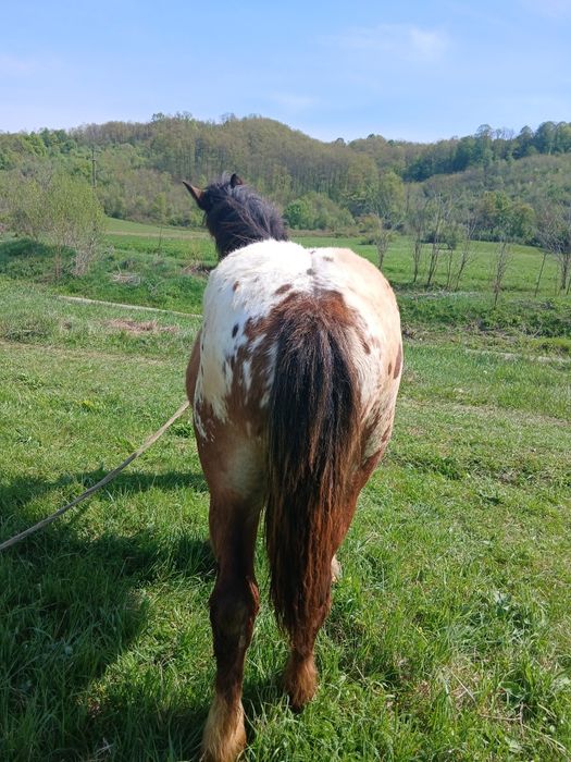 Vând mânză tărcată