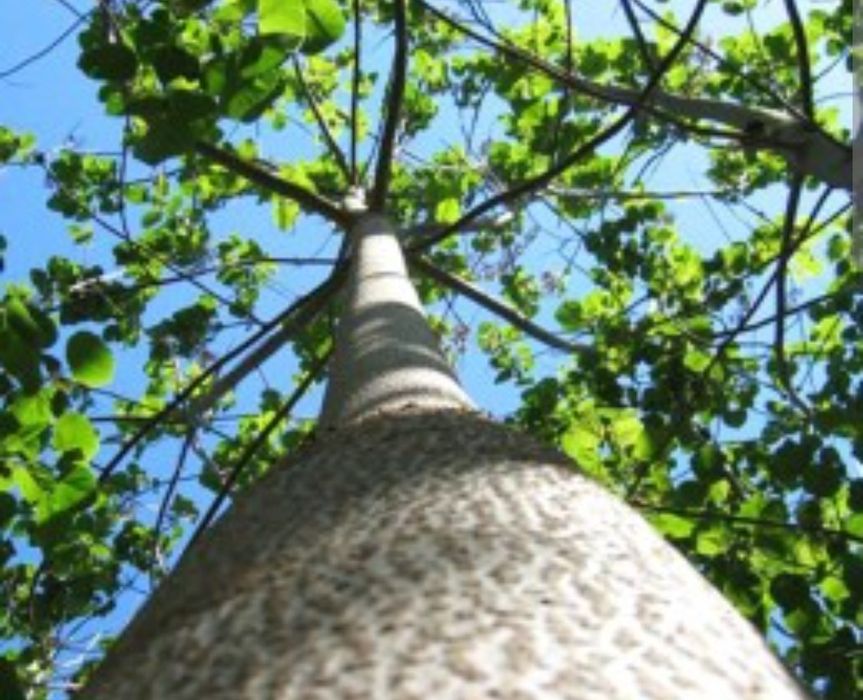 Paulownia în ghiveci, seminte, răsaduri,  plante mature în ghiveci 6m