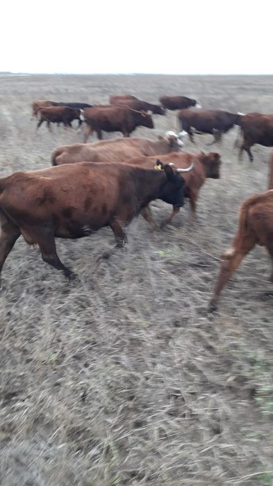 Продам 4 каровы .