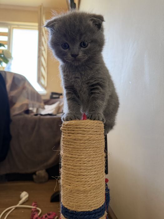 Британски котета