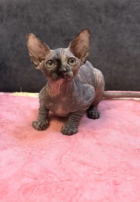 Скидки на майские праздники Девочка красавица канадский бомбино лонг