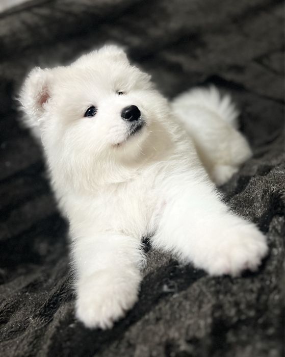 Caine siberian hot sale samoyed