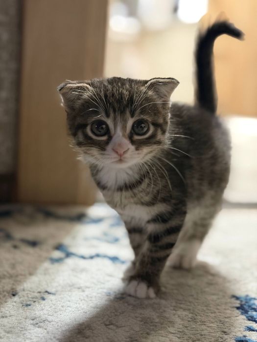 Скотиш фолд девочка