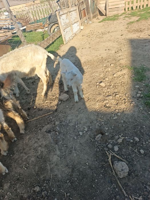 Сауынды ешкі сатылады