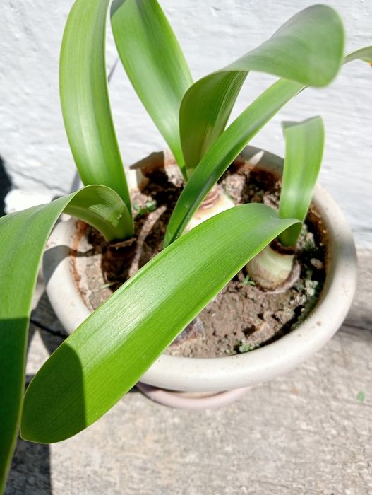 Гипеаструм, детки.