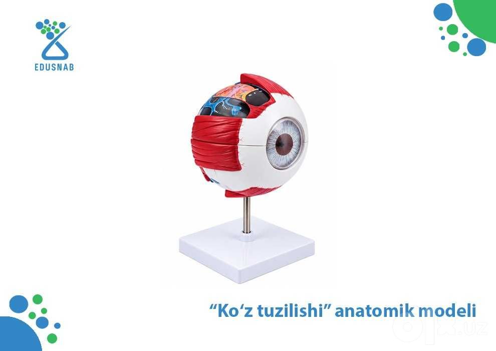 Ko‘z tuzilishini o‘rganish uchun anatomik model