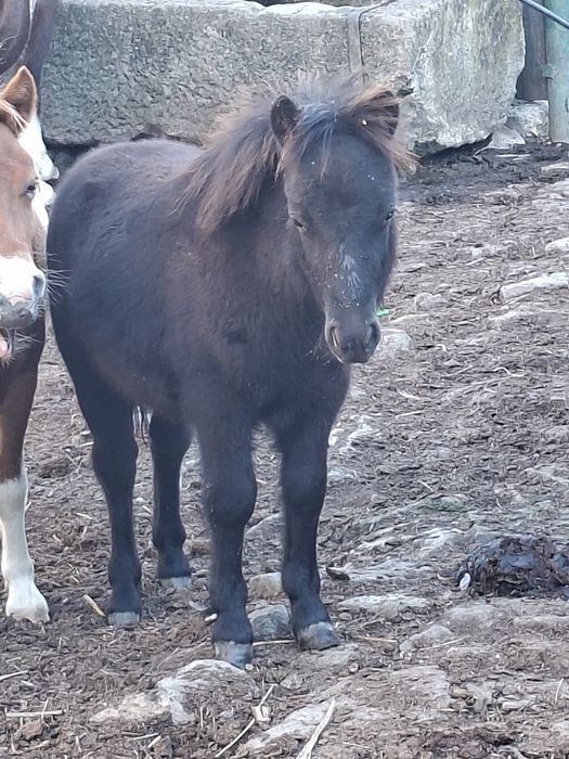 Manji de ponei de vanzare