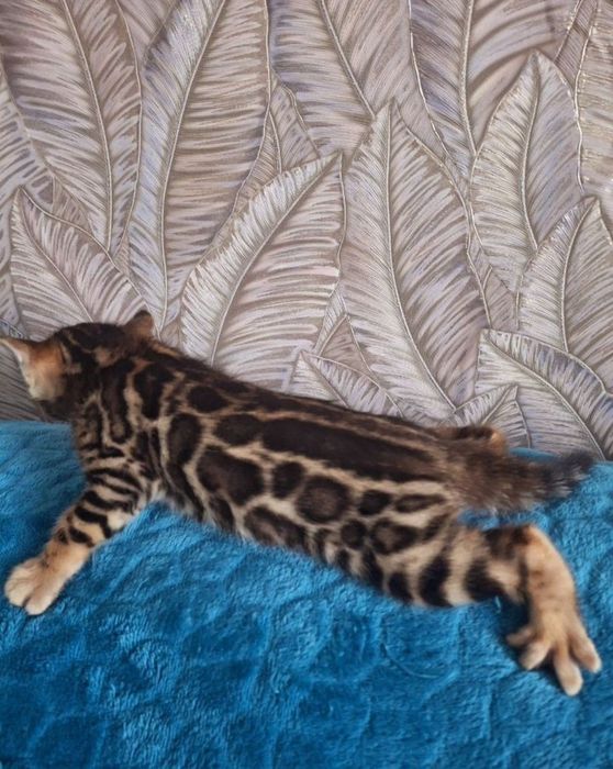 Бенгальские котята – Премиум класс