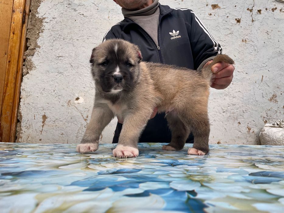 Щенок Турецкого кангала ( чистокровный )