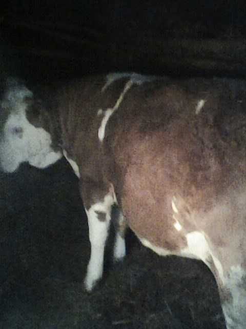 Juninca bălțată românească