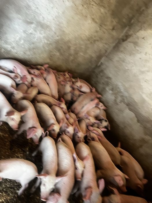 Продам поросят курей