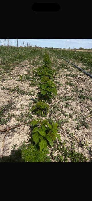 Ростки малины на продажу