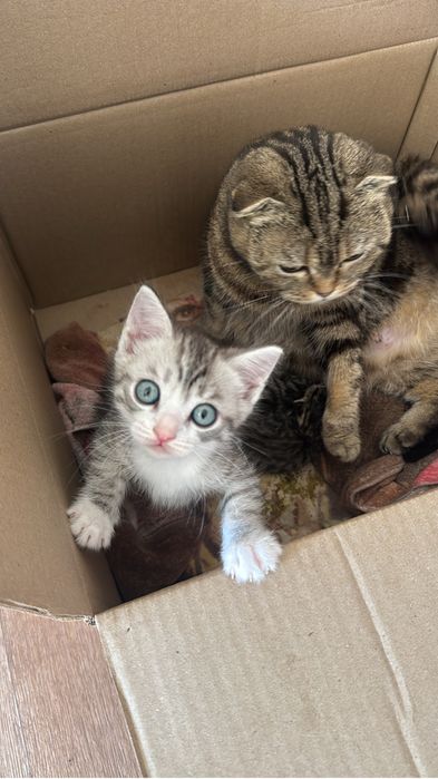 Продам шотландского котенка