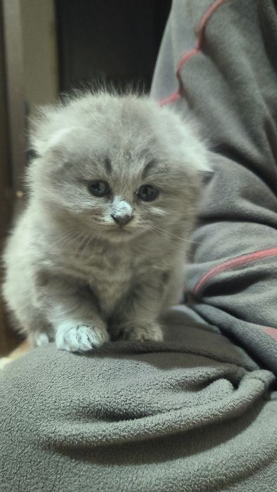 Skottish food   toza zotliy mushuk