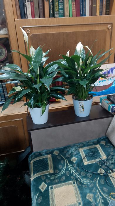 Женское счастье Комнатные растения