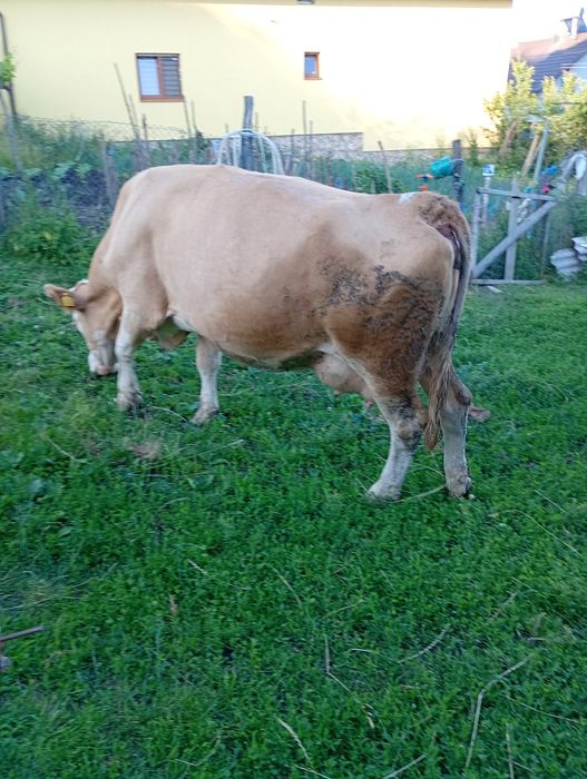 Vind vaca  de 6 ani și juninca de 3 ani fatata recent