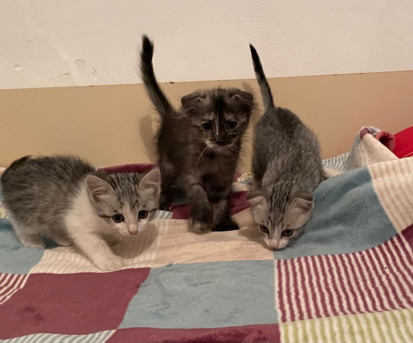 Котята в добрые руки