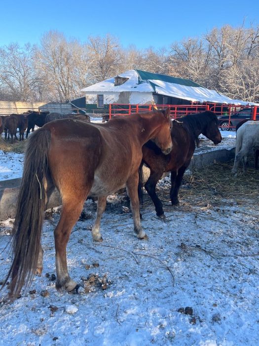 Кобылы бараны с откорма
