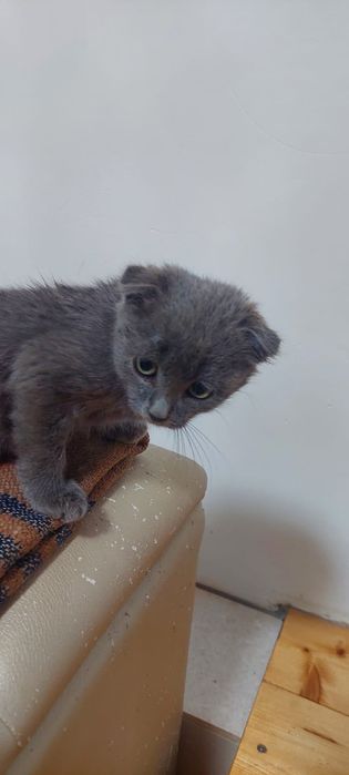 Котенок девочка вислоухая